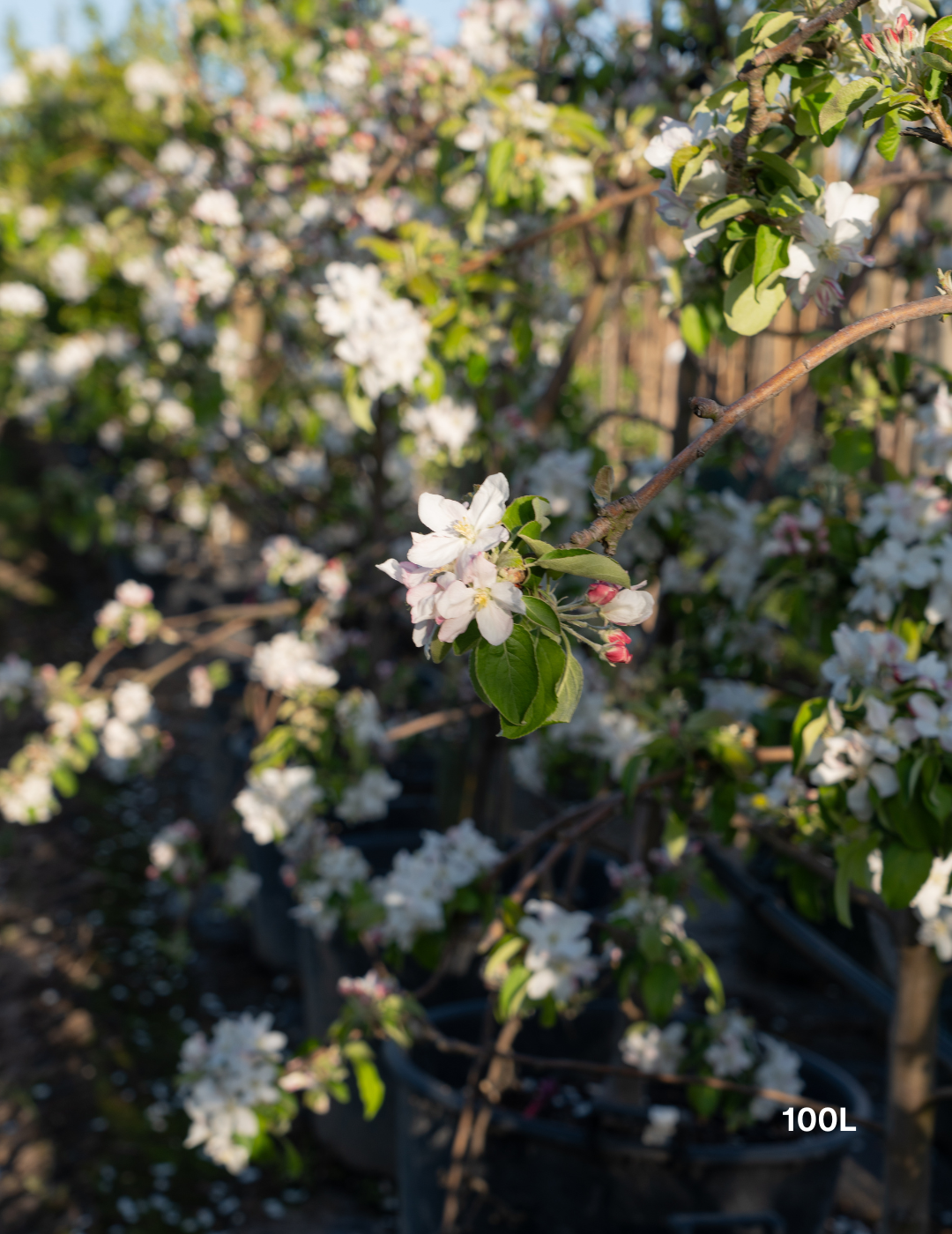 Malus domestica 'Granny Smith' Apple
