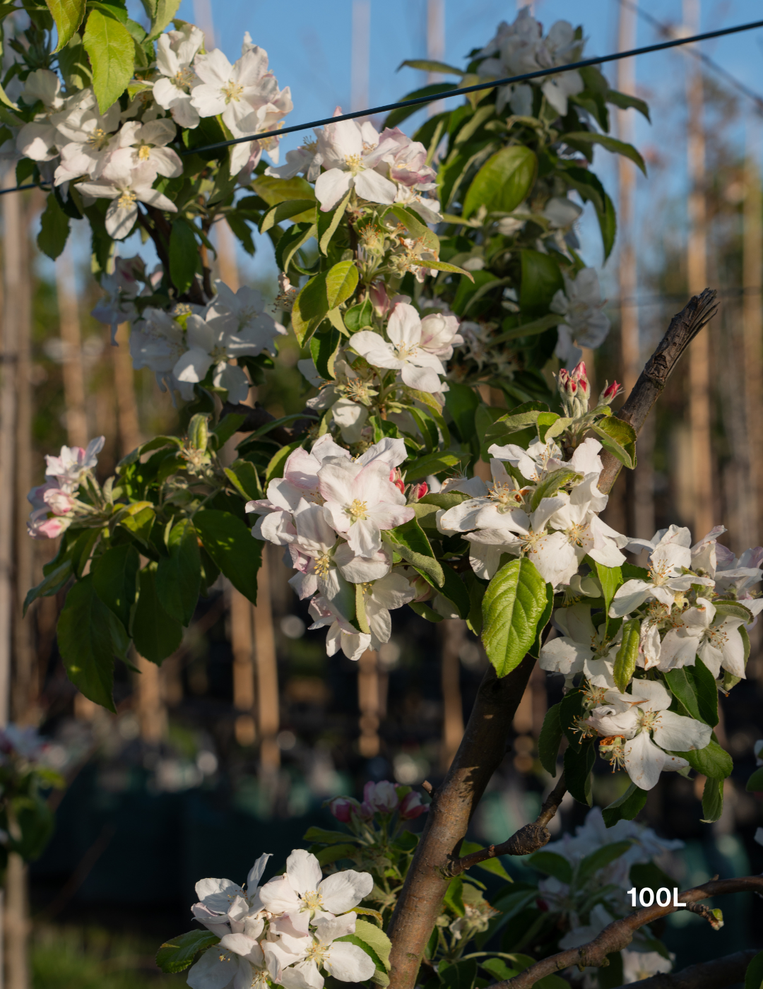 Malus domestica 'Granny Smith' Apple