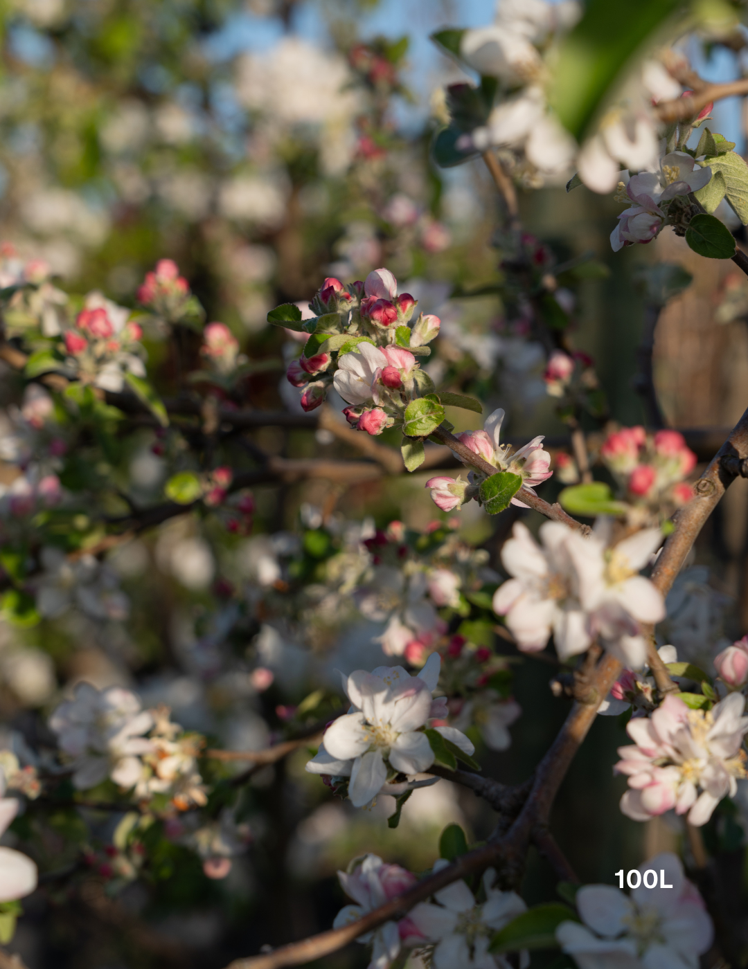 Malus domestica 'Granny Smith' Apple