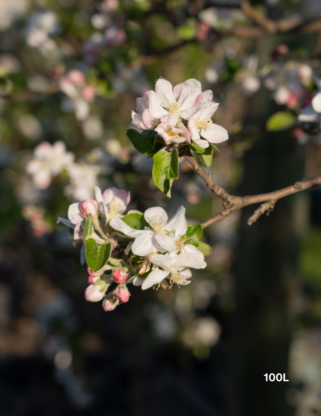 Malus domestica 'Granny Smith' Apple