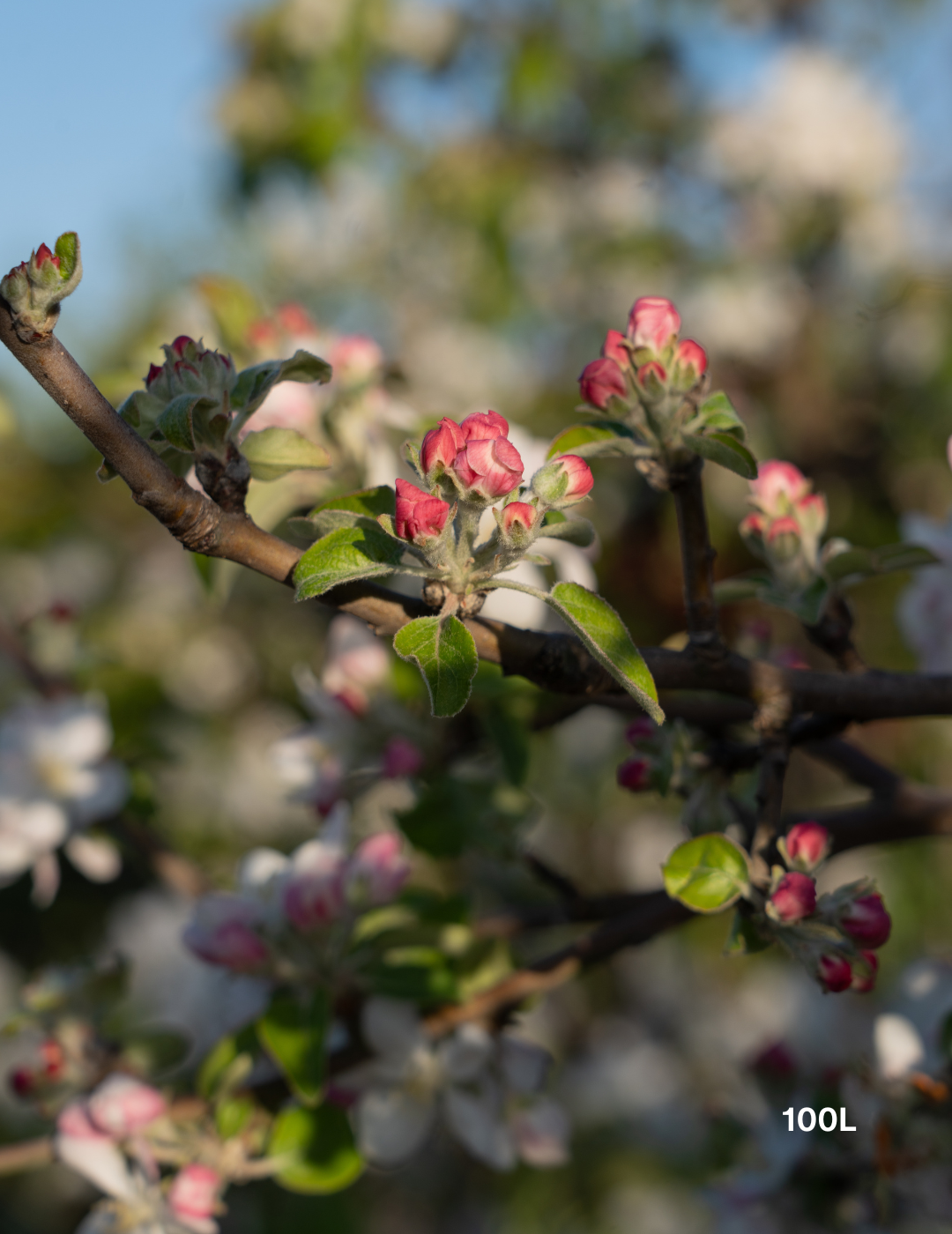 Malus domestica 'Granny Smith' Apple