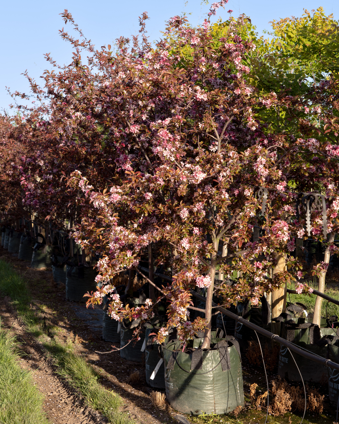 Malus 'Royal Raindrops'