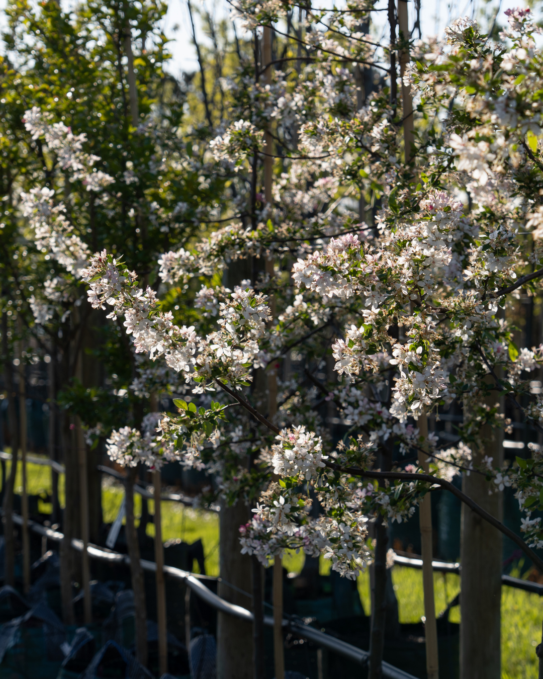 Malus domestica 'Gala' Apple
