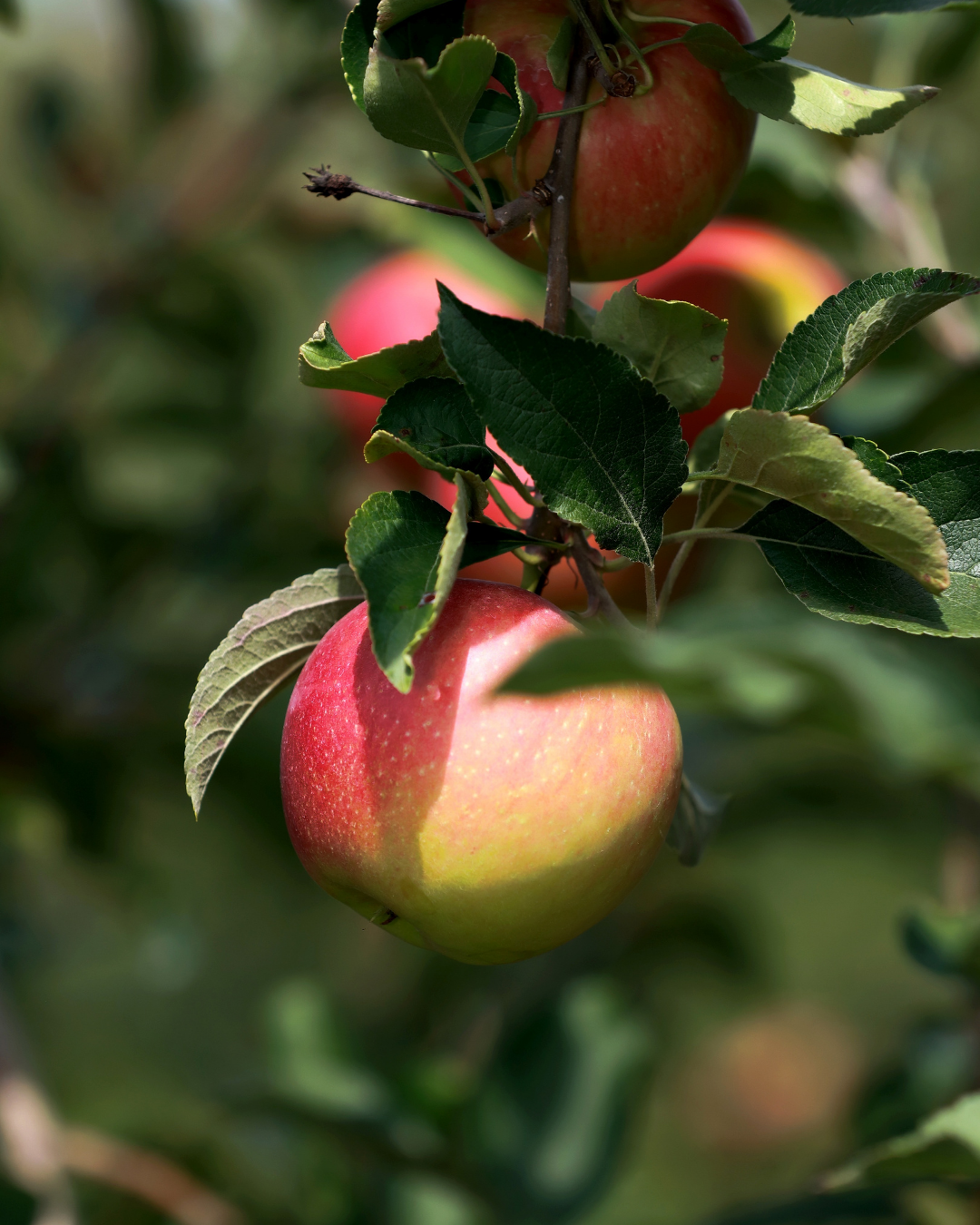Malus domestica 'Granny Smith' Apple