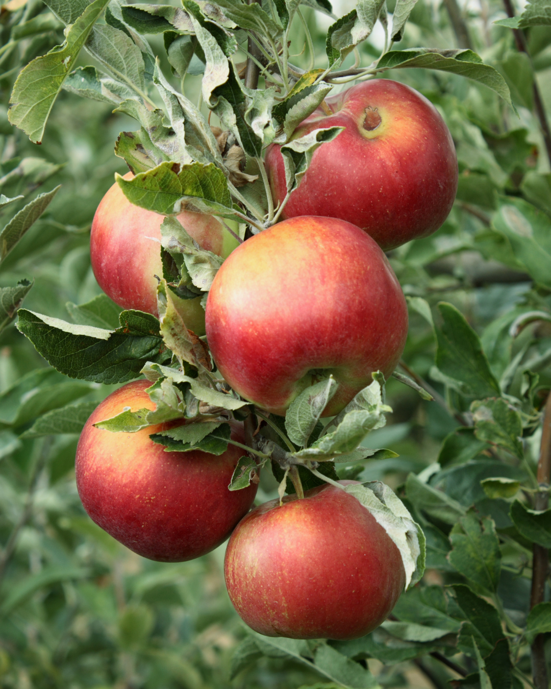 Malus domestica 'Pink Lady' Apple