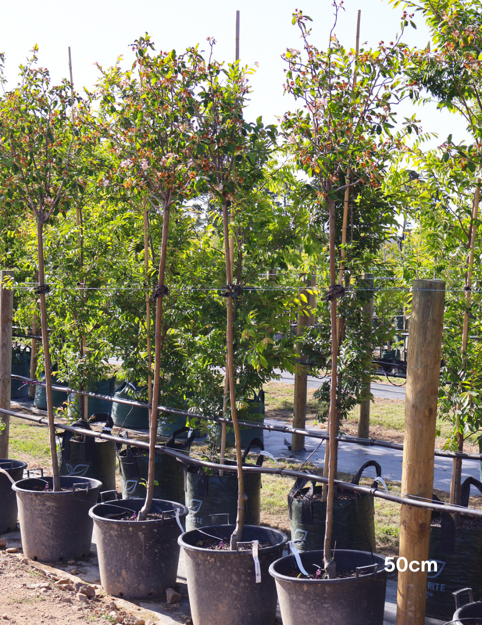 Malus ioensis 'Plena' Standard Form 1.8m graft - Evergreen Trees Direct