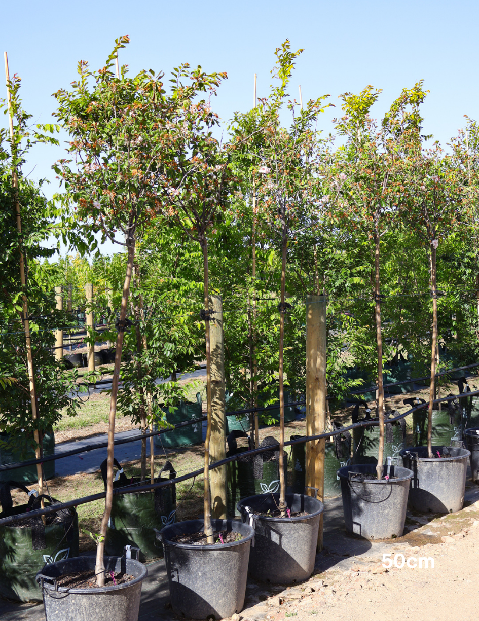 Malus ioensis 'Plena' Standard Form 1.8m graft - Evergreen Trees Direct