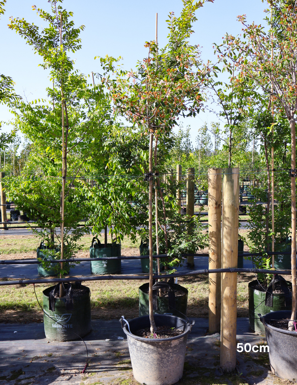 Malus ioensis 'Plena' Standard Form 1.8m graft - Evergreen Trees Direct