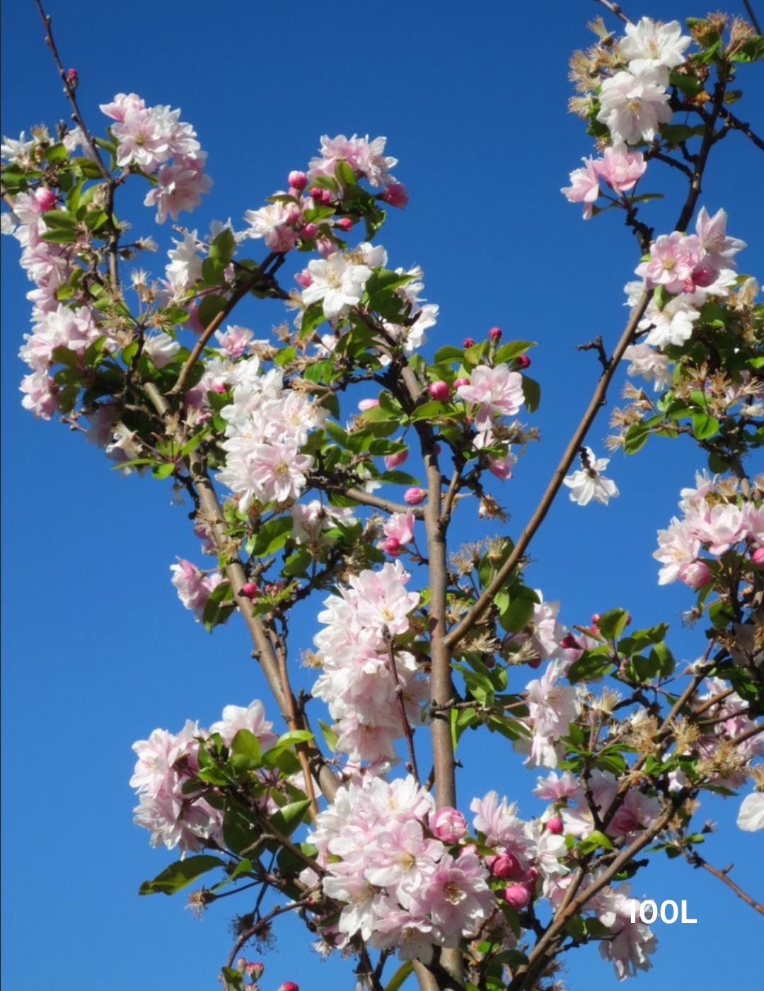 Malus spectabilis 'Plena' - Evergreen Trees Direct