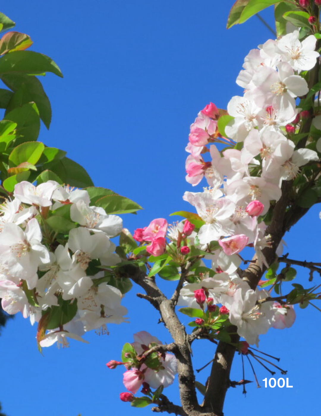 Malus spectabilis 'Plena' - Evergreen Trees Direct