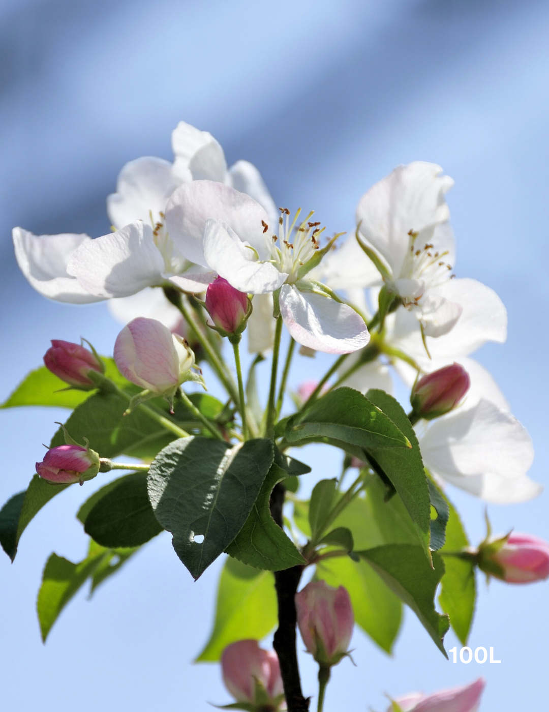 Malus spectabilis 'Plena' - Evergreen Trees Direct