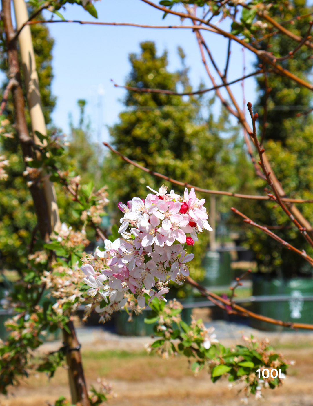 Malus spectabilis 'Plena' - Evergreen Trees Direct