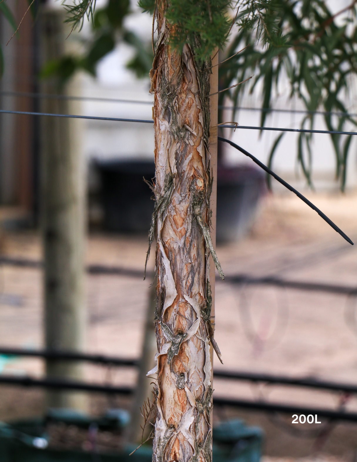 Melaleuca linariifolia (Snow in Summer) - Evergreen Trees Direct