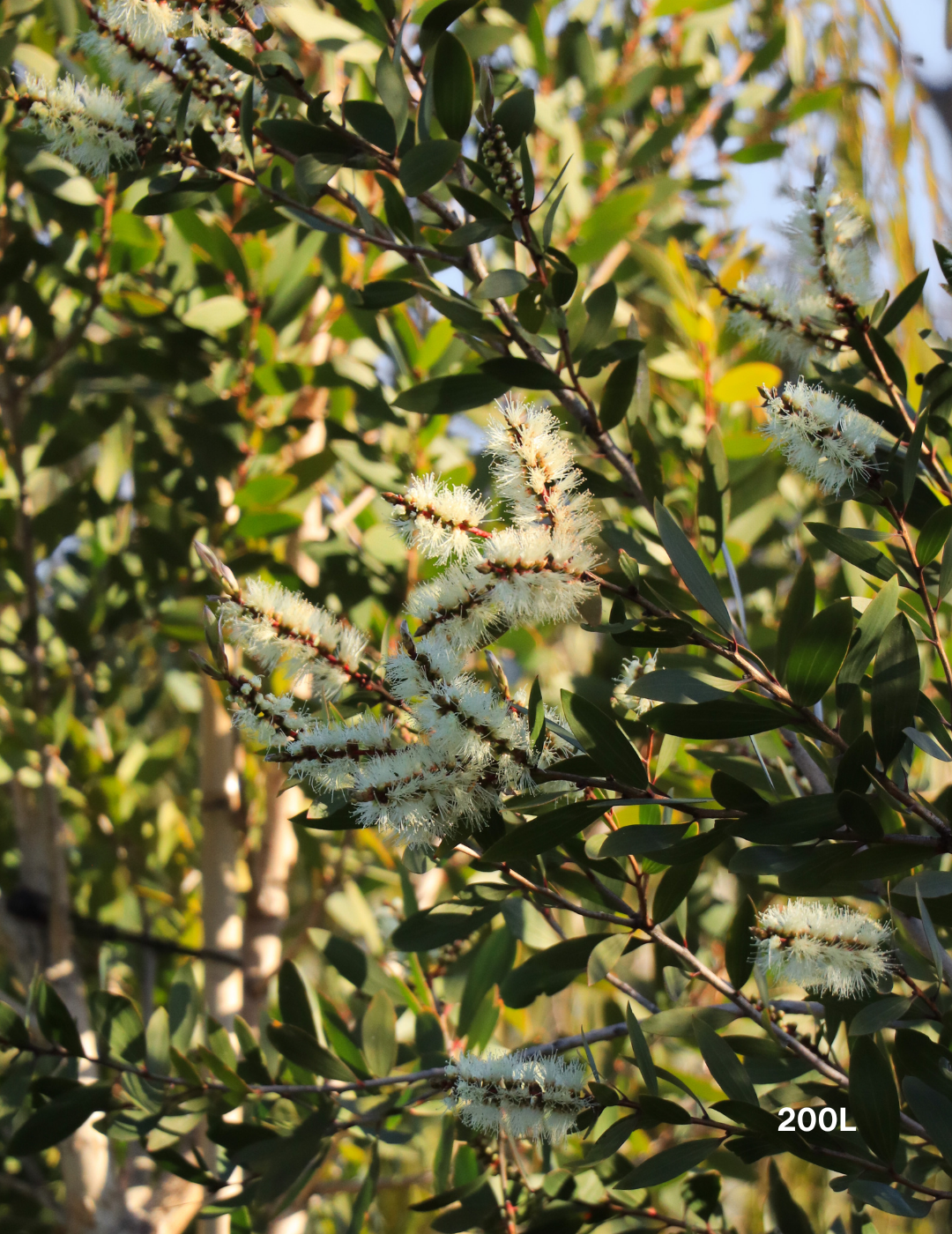 Melaleuca quinquenervia (paper bark tree) - Evergreen Trees Direct