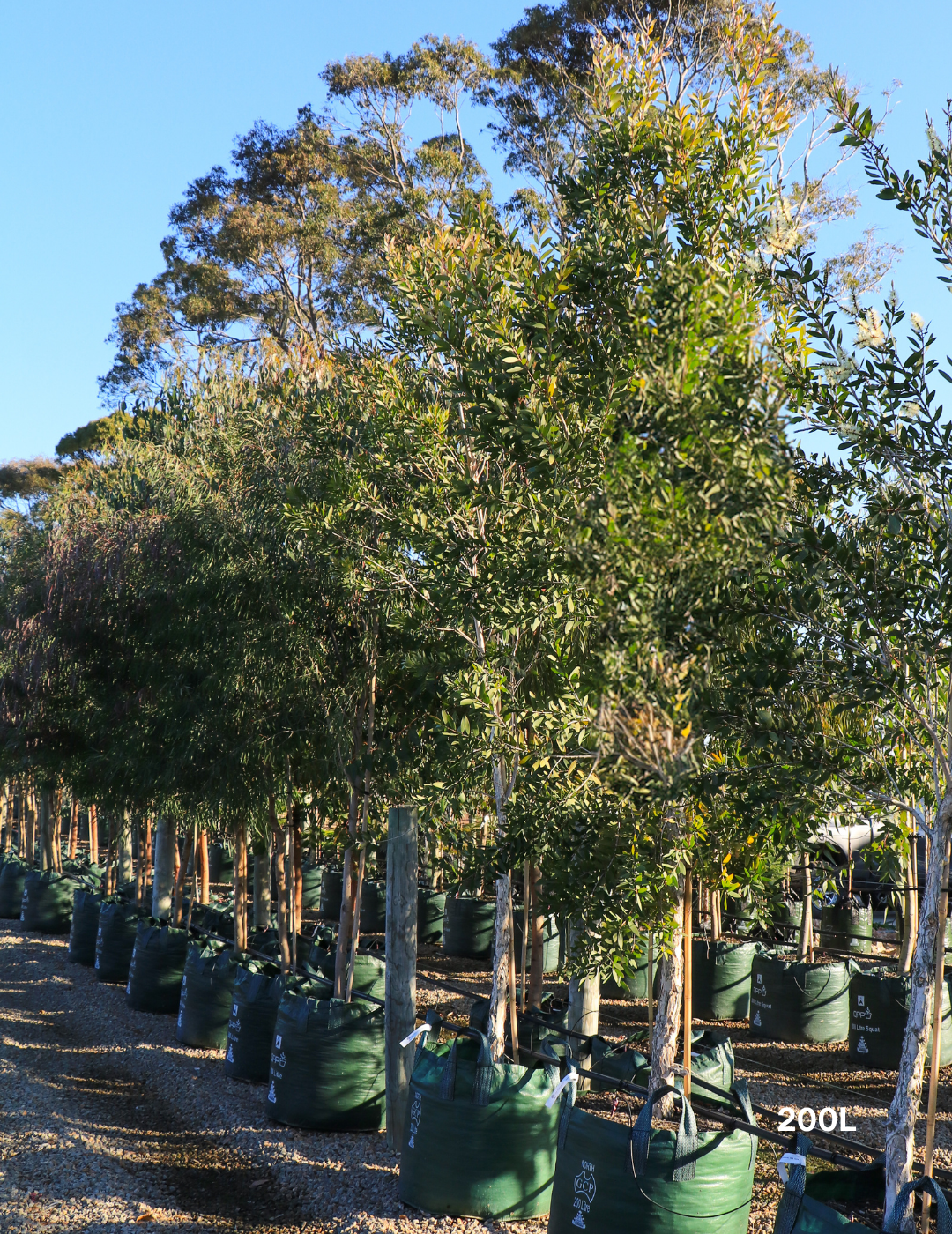 Melaleuca quinquenervia (paper bark tree) - Evergreen Trees Direct