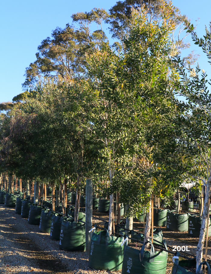 Melaleuca quinquenervia (paper bark tree) - Evergreen Trees Direct