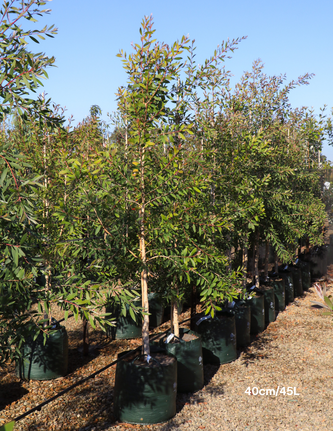 Melaleuca quinquenervia (paper bark tree) - Evergreen Trees Direct