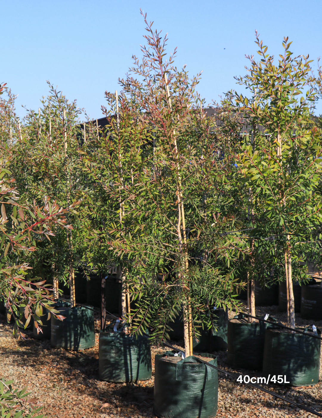 Melaleuca quinquenervia (paper bark tree) - Evergreen Trees Direct