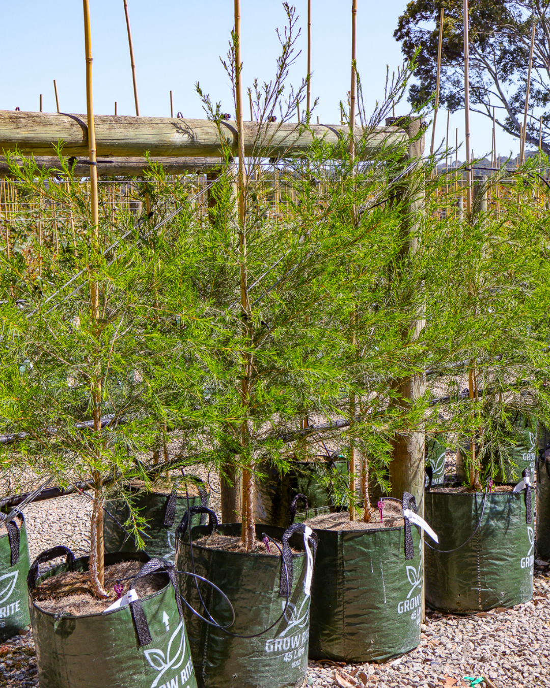 Melaleuca armillaris