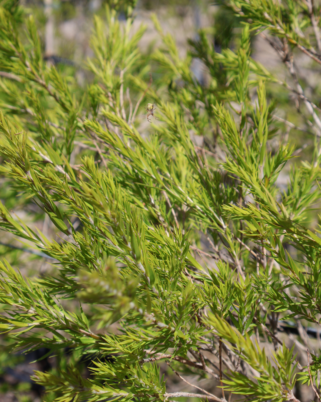 Melaleuca bracteata 'Revolution Green'