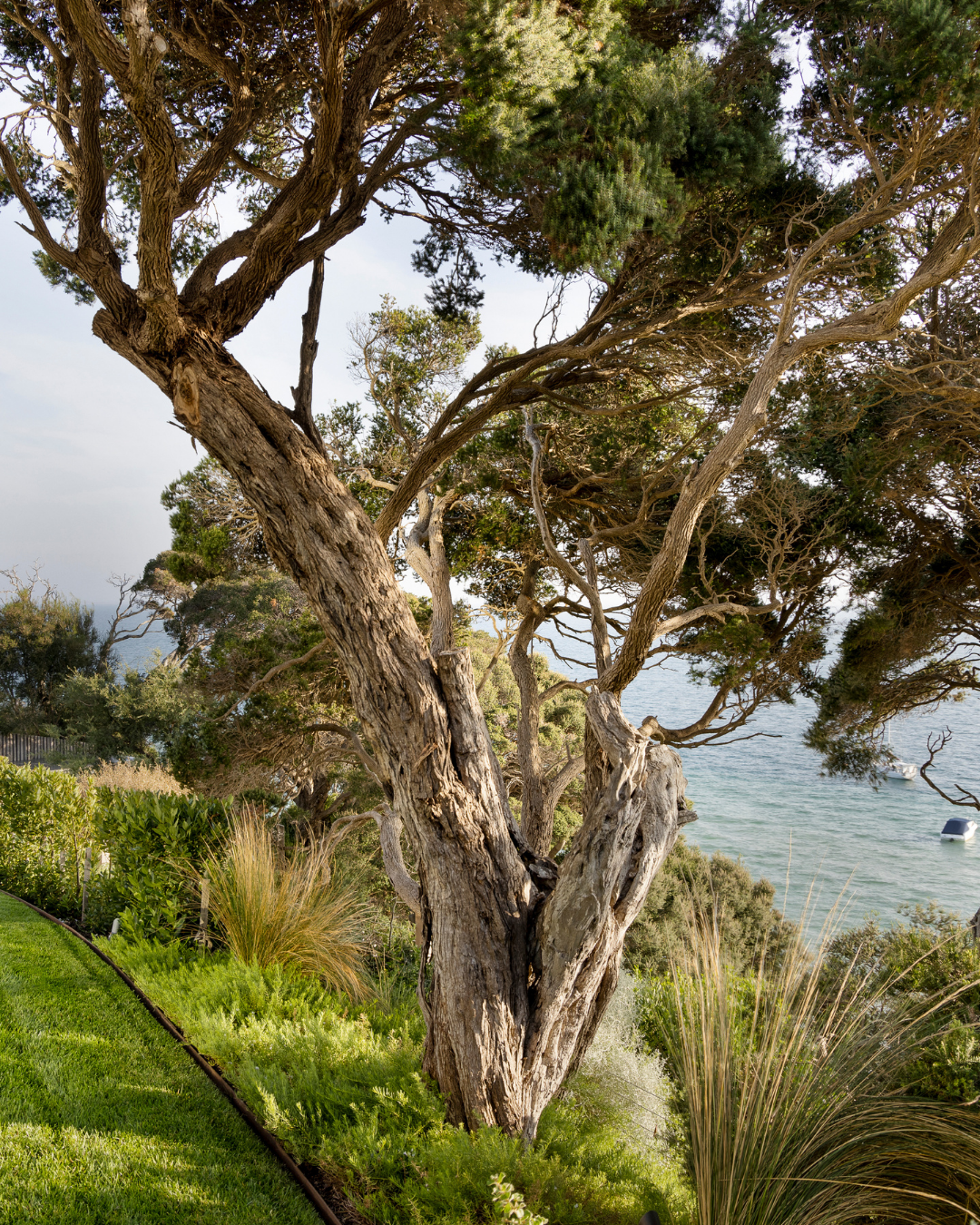 Melaleuca lanceolata (Moonah Tree) - Sale