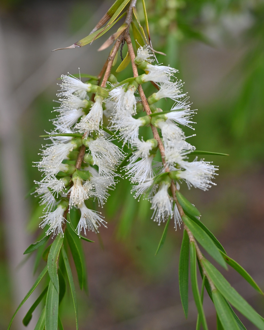 Melaleuca linariifolia (Snow in Summer)