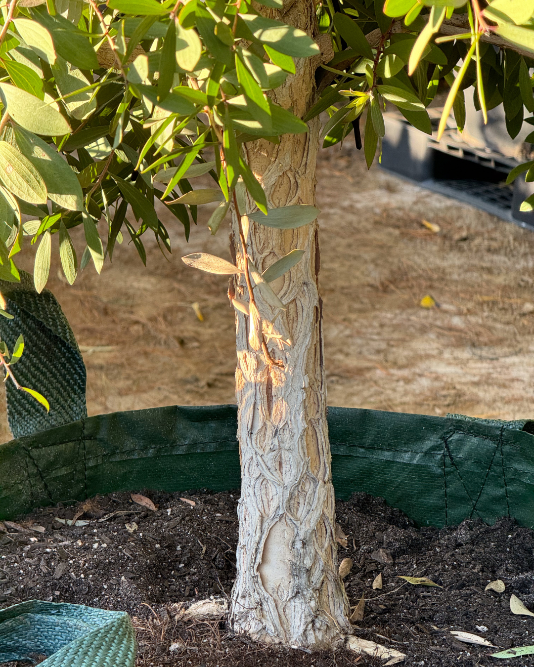 Melaleuca quinquenervia Paperbark Tree