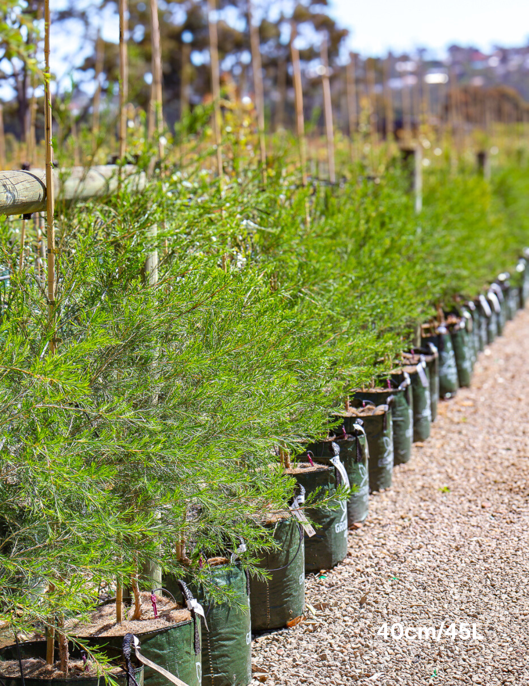 Melaleuca armillaris - Evergreen Trees Direct