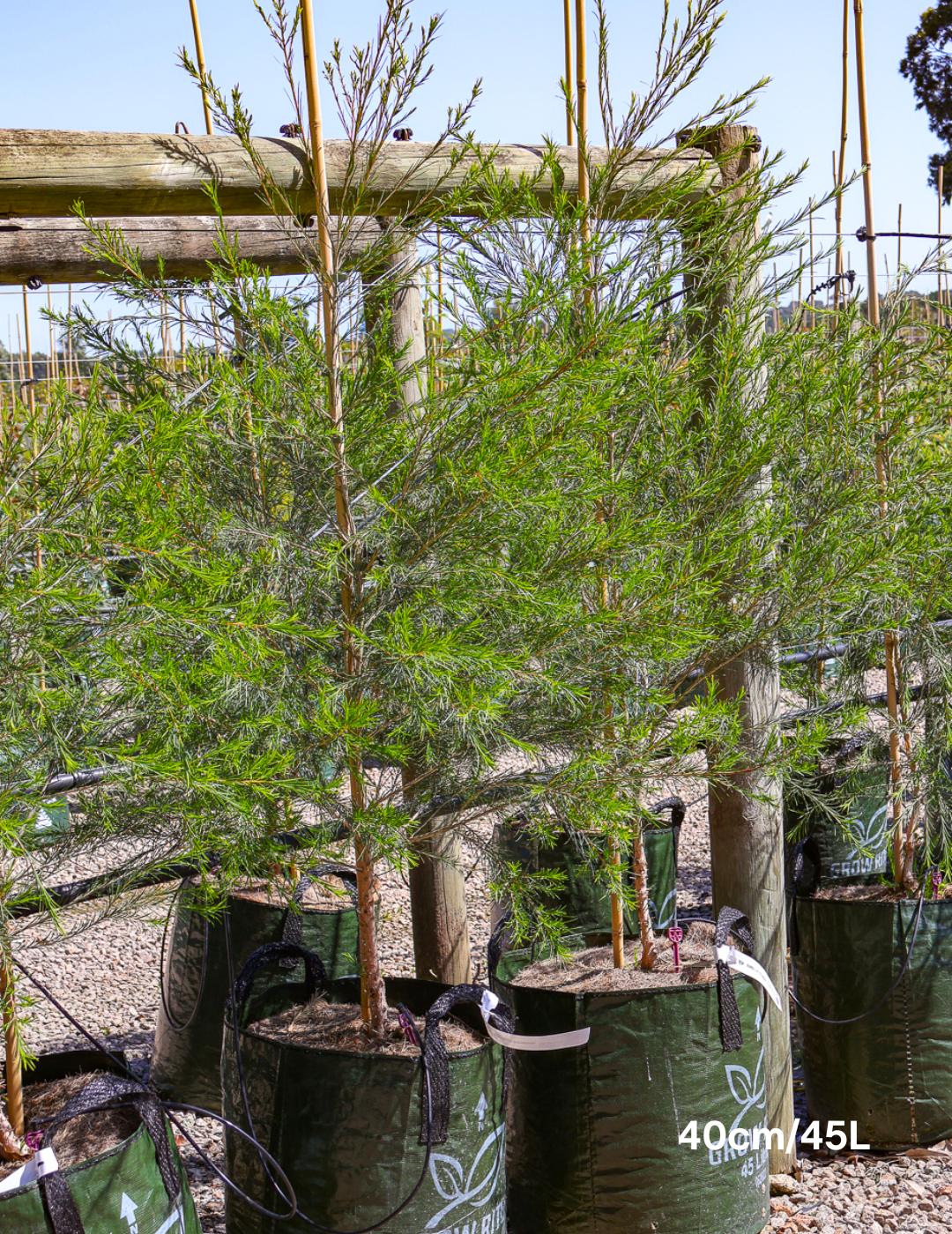 Melaleuca armillaris - Evergreen Trees Direct