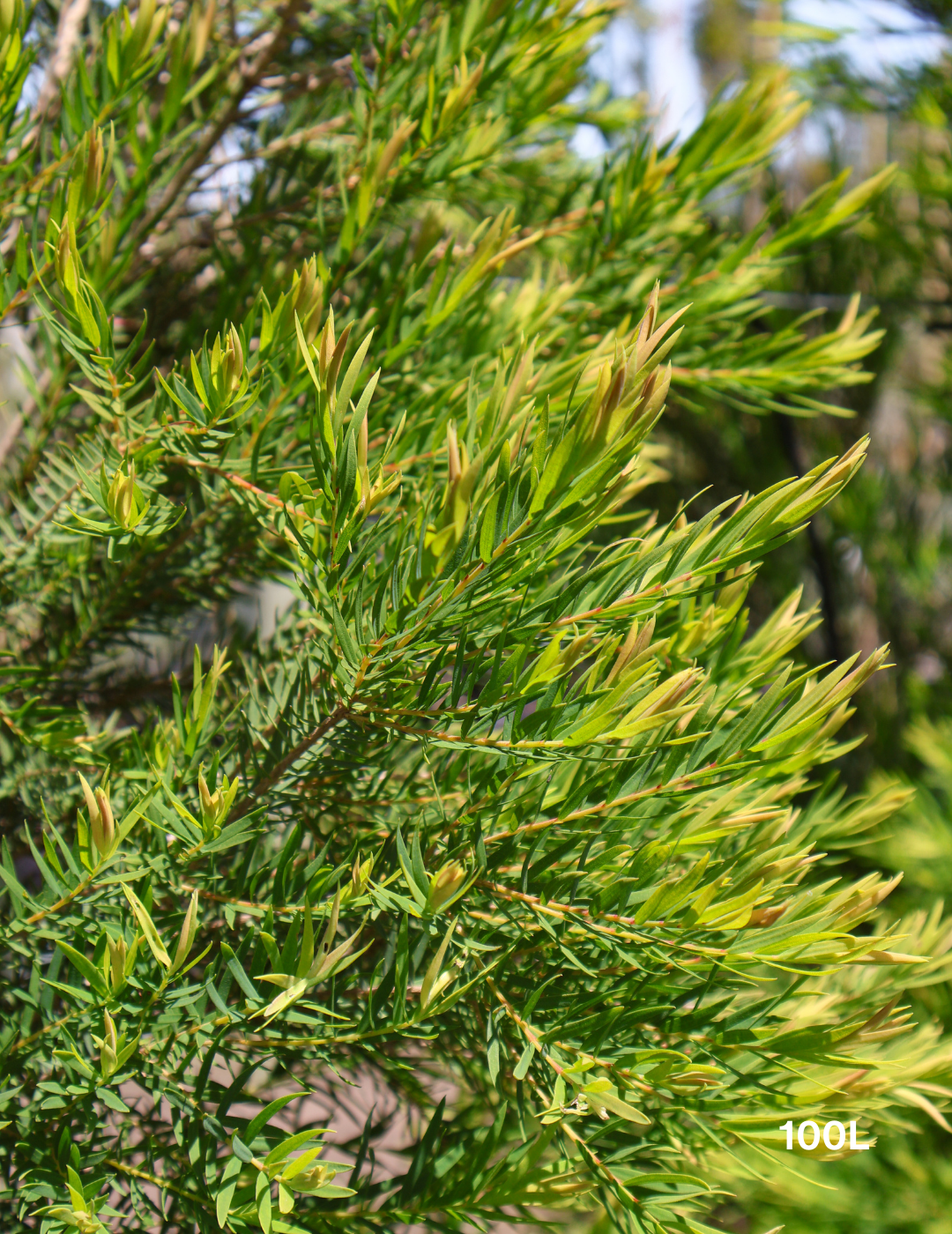 Melaleuca linariifolia - Evergreen Trees Direct