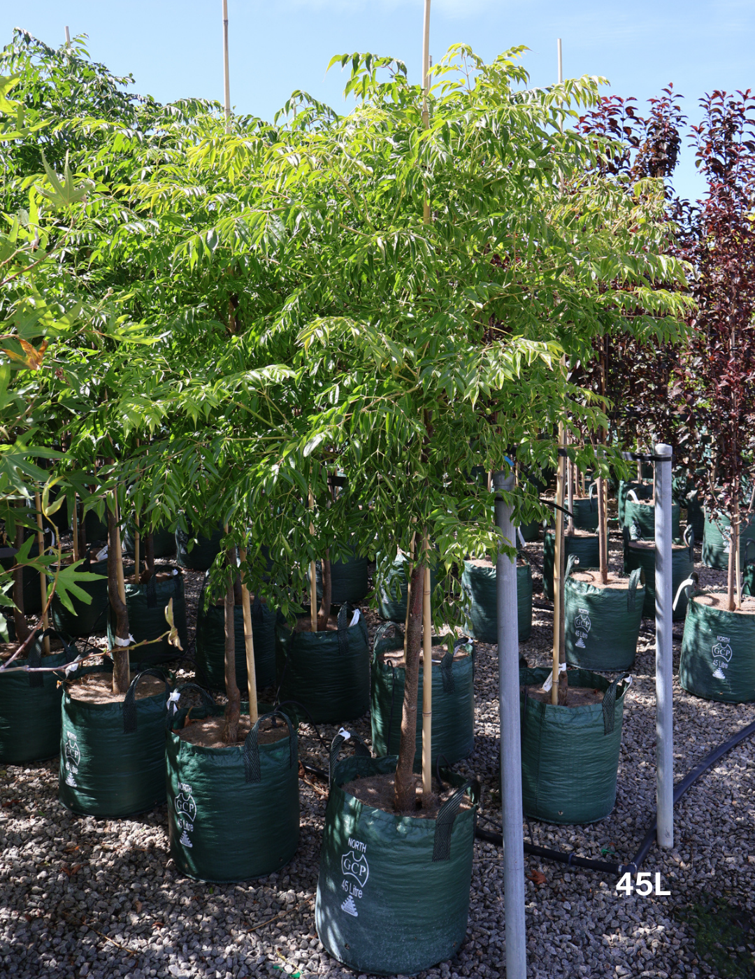 Melia azedarach - Evergreen Trees Direct