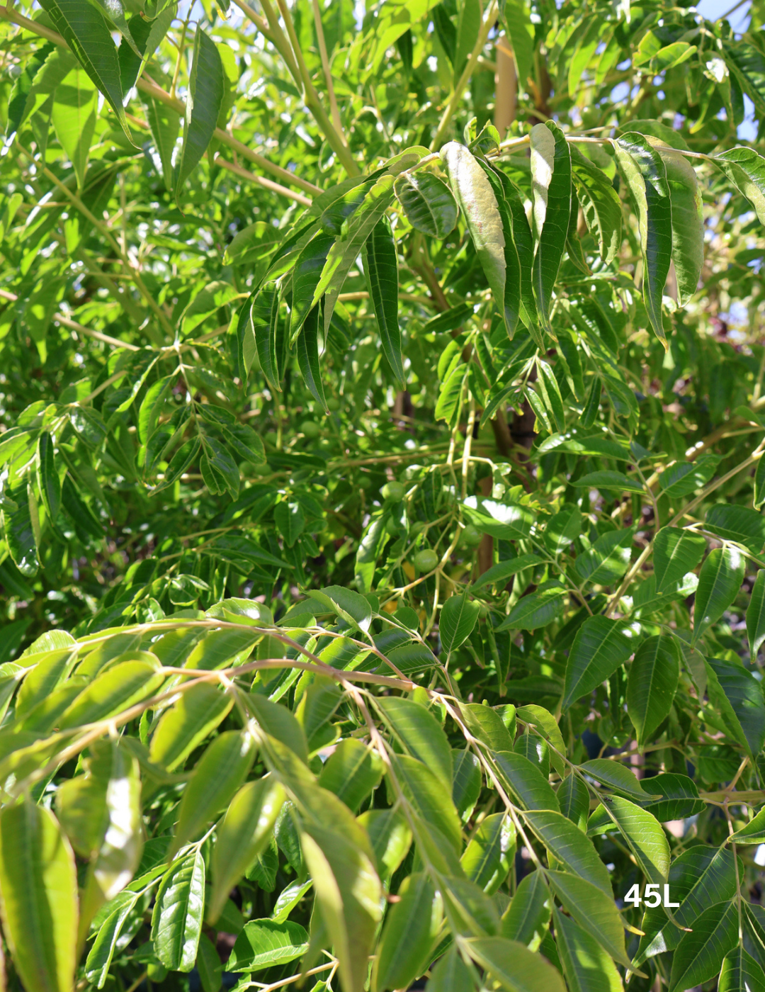 Melia azedarach - Evergreen Trees Direct