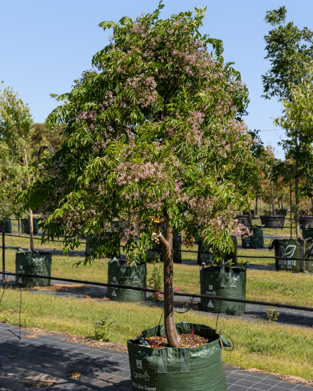 Melia azedarach 'Caroline' White Cedar