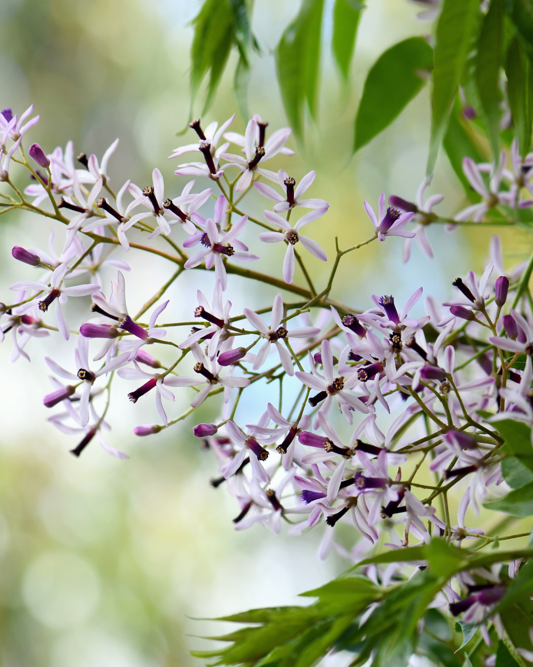 Melia azedarach 'Lilac Lady'