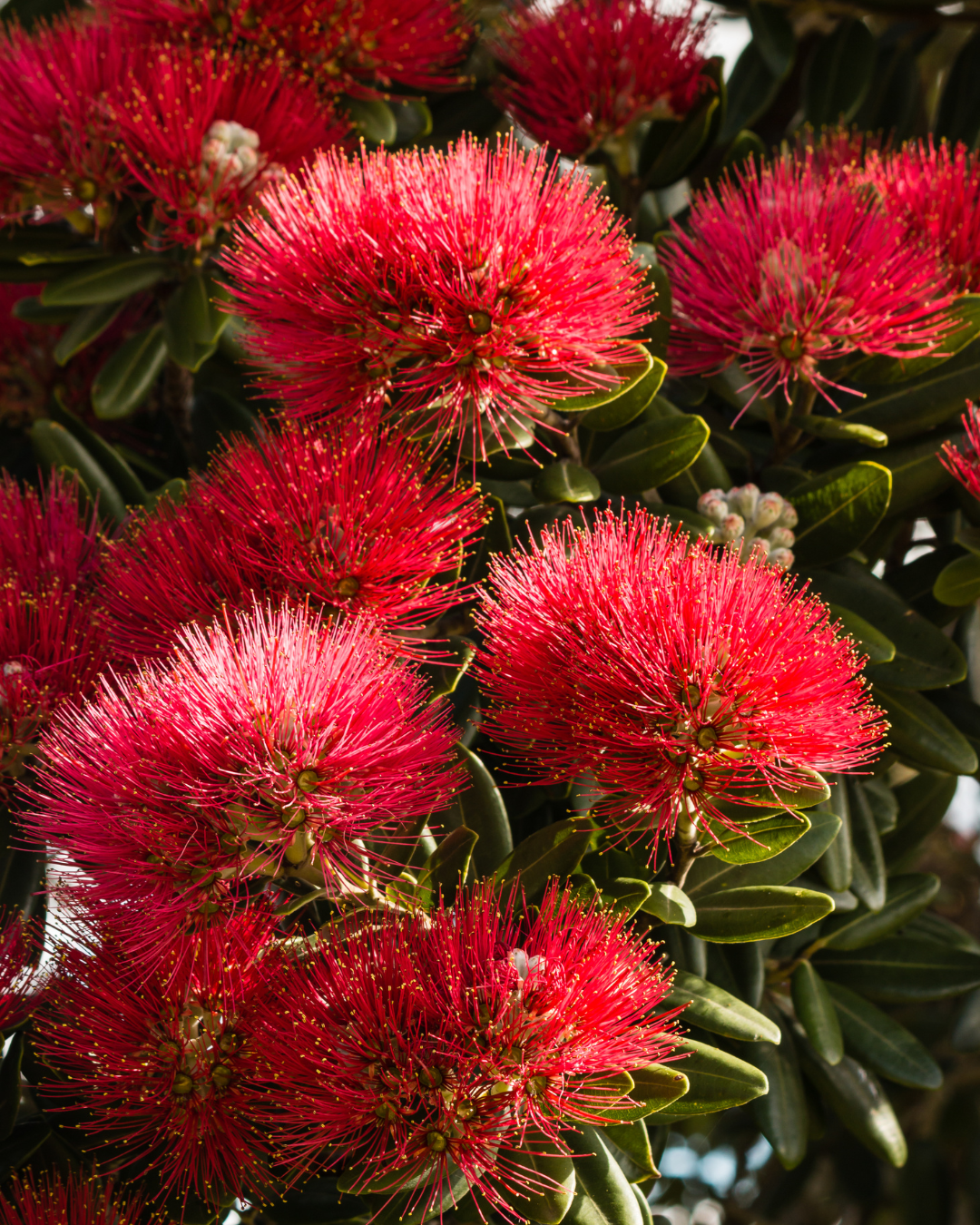 Metrosideros tomentosa – New Zealand Christmas Tree / Pohutukawa
