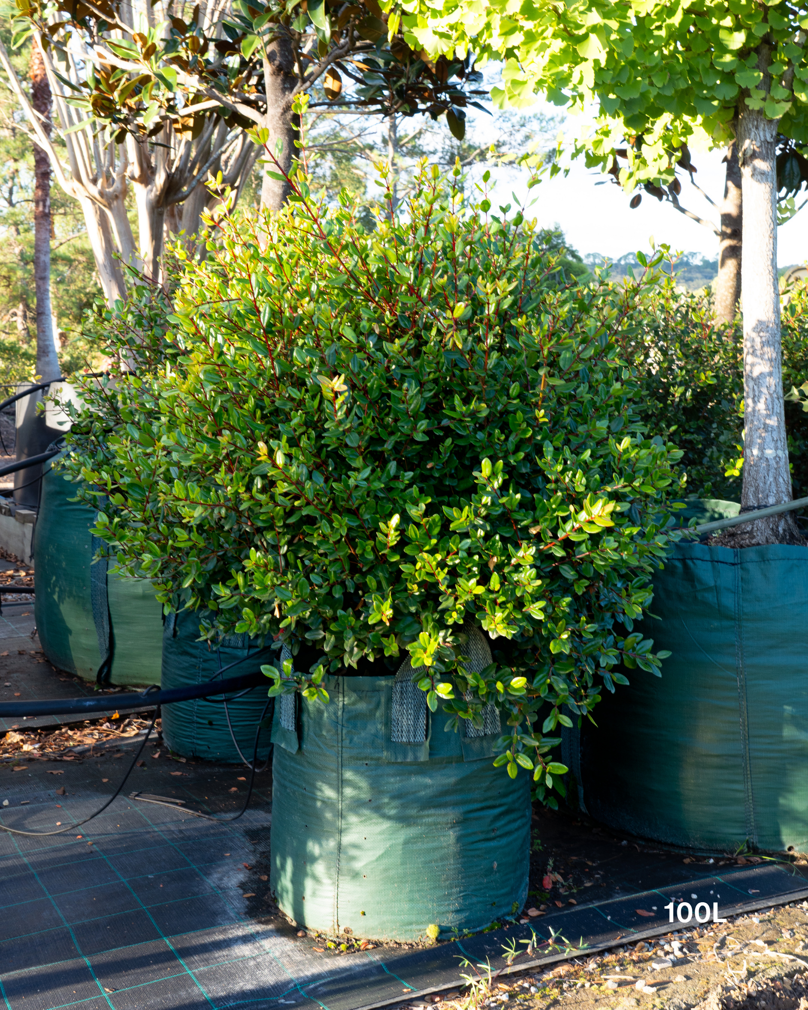 Metrosideros excelsa Topiary Balls