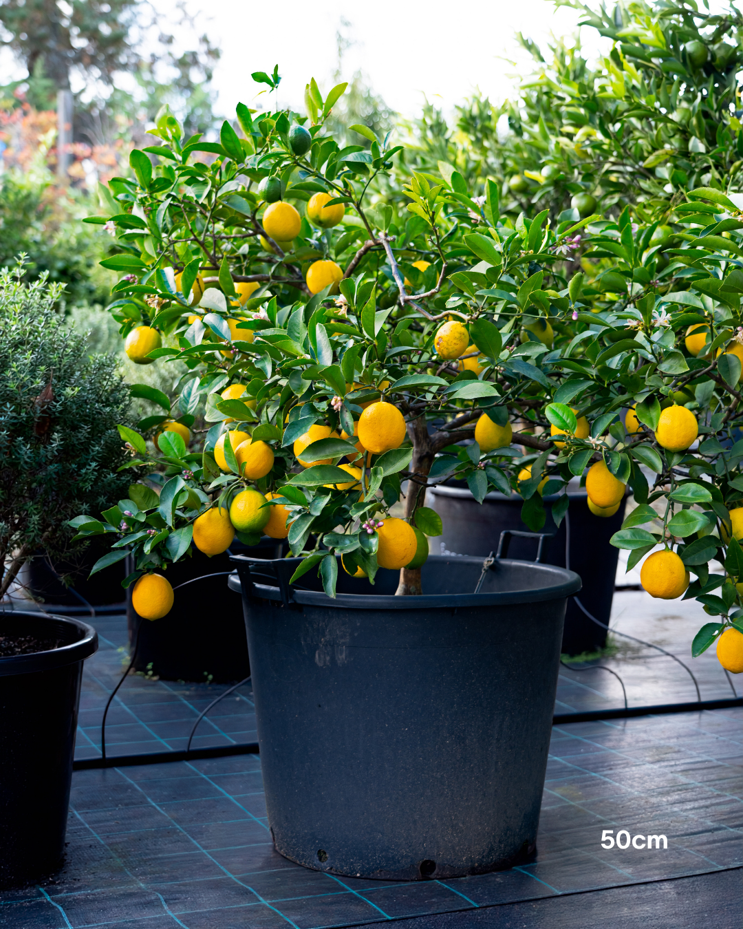 Citrus × meyeri ‘Lemonicious’ PBR – Lemonicious Meyer Lemon