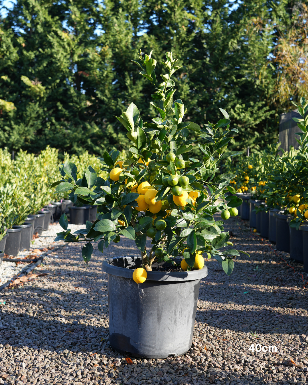 Citrus × meyeri ‘Lemonicious’ PBR – Lemonicious Meyer Lemon