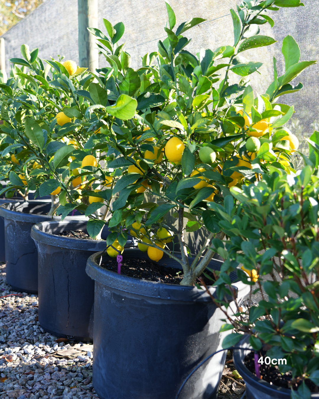 Citrus × meyeri ‘Lemonicious’ PBR – Lemonicious Meyer Lemon