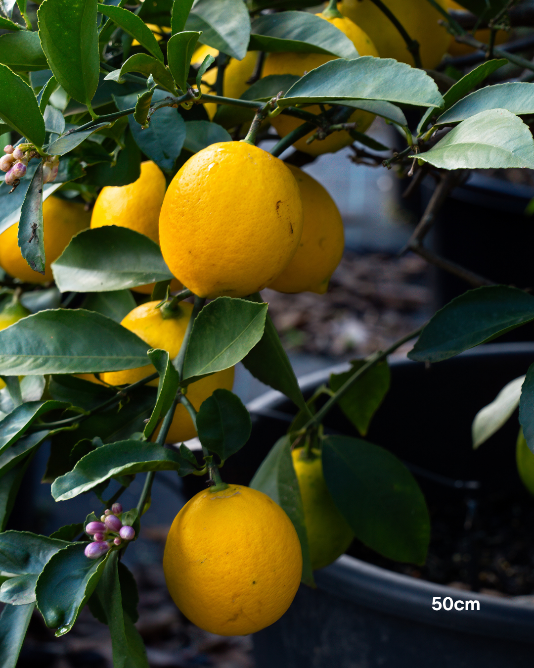 Citrus × meyeri ‘Lemonicious’ PBR – Lemonicious Meyer Lemon