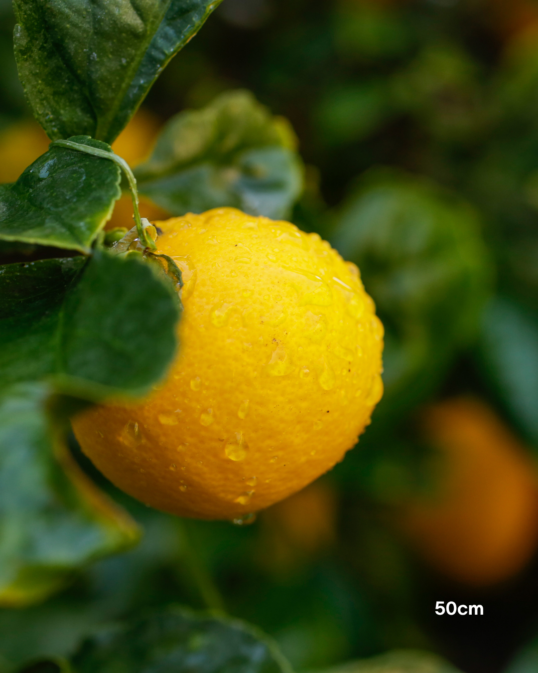 Citrus × meyeri ‘Lemonicious’ PBR – Lemonicious Meyer Lemon