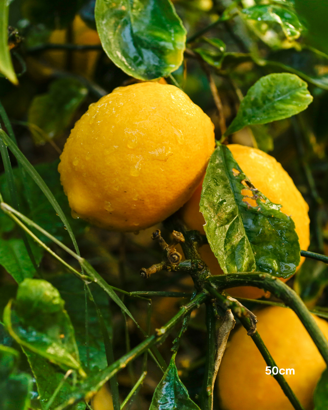 Citrus × meyeri ‘Lemonicious’ PBR – Lemonicious Meyer Lemon