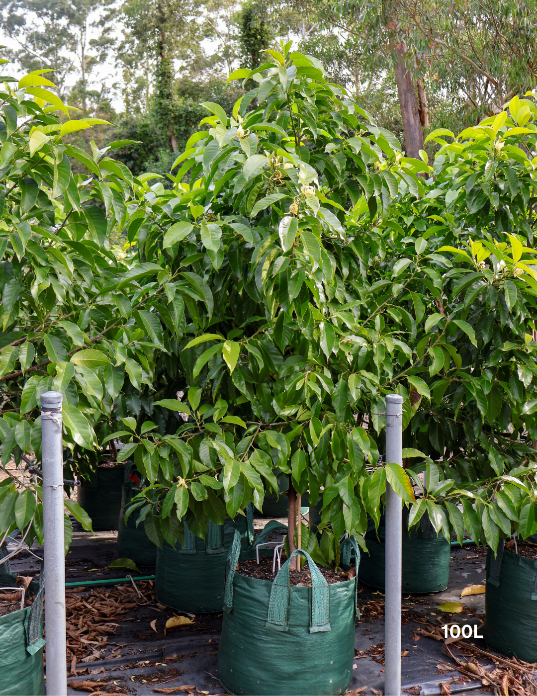 Michelia alba – White Champaca - Evergreen Trees Direct