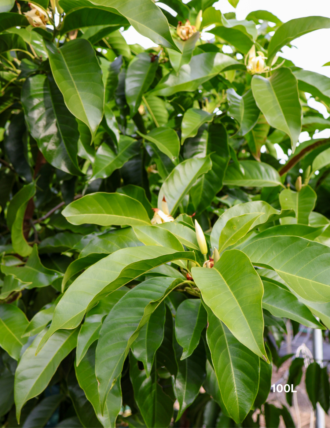 Michelia alba – White Champaca - Evergreen Trees Direct