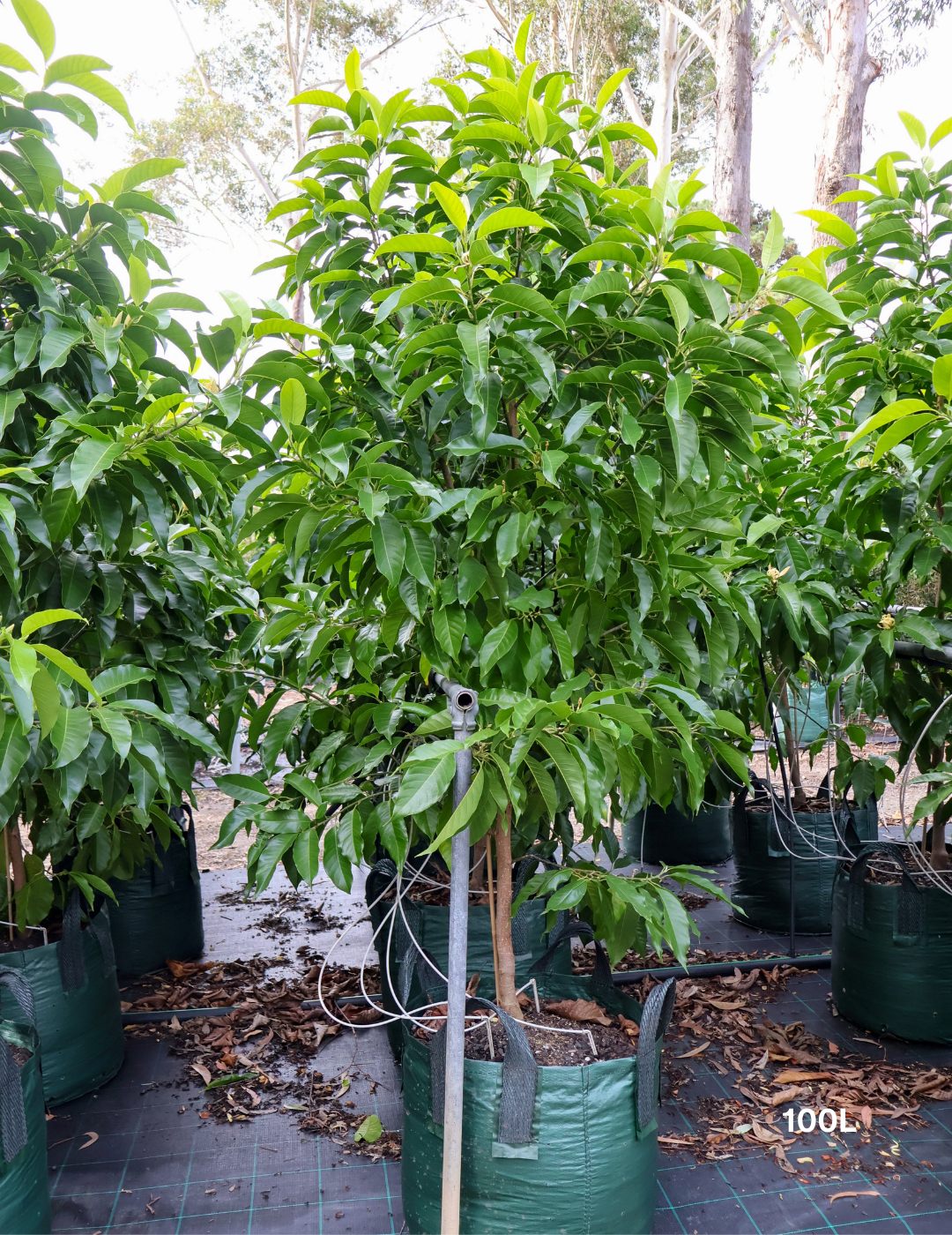 Michelia alba – White Champaca - Evergreen Trees Direct