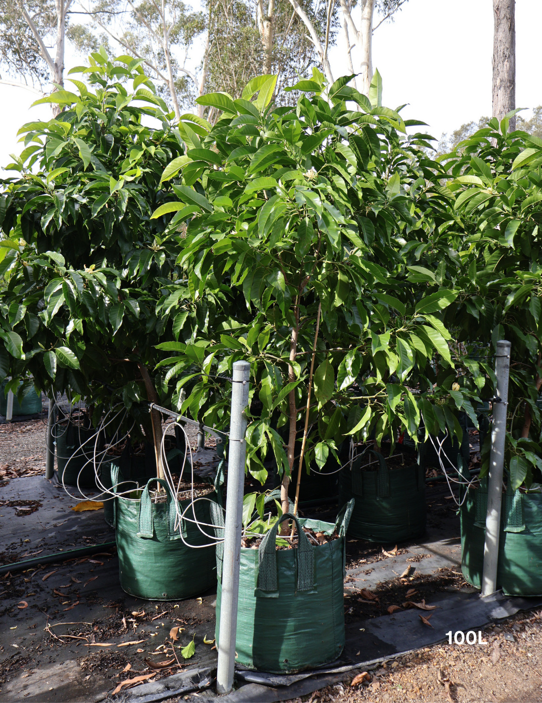 Michelia alba – White Champaca - Evergreen Trees Direct