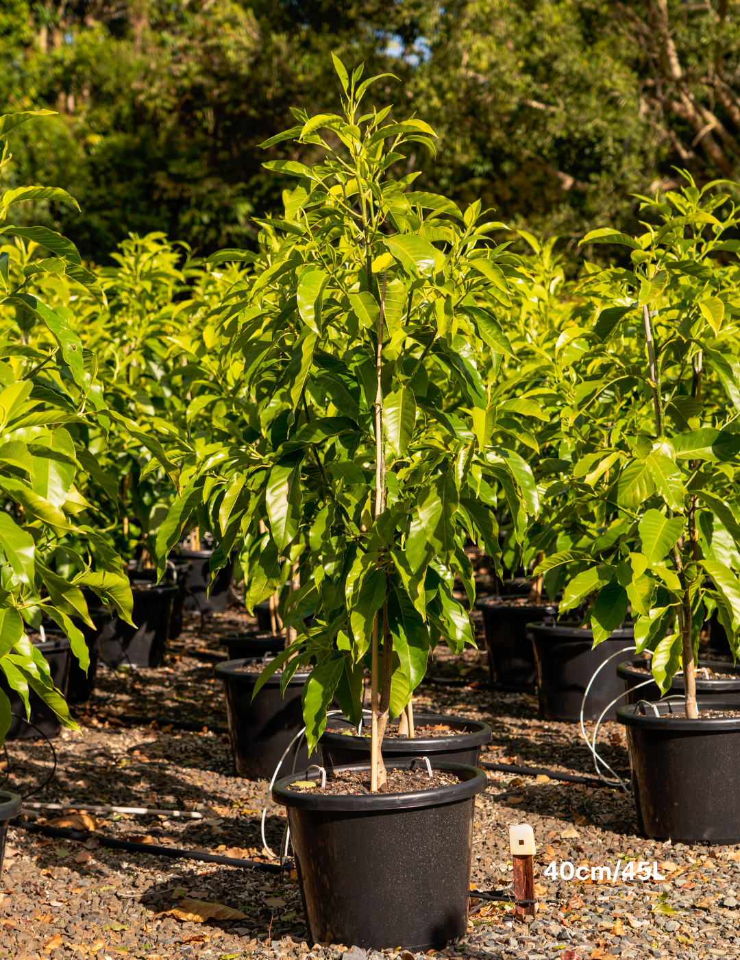 Michelia alba – White Champaca - Evergreen Trees Direct