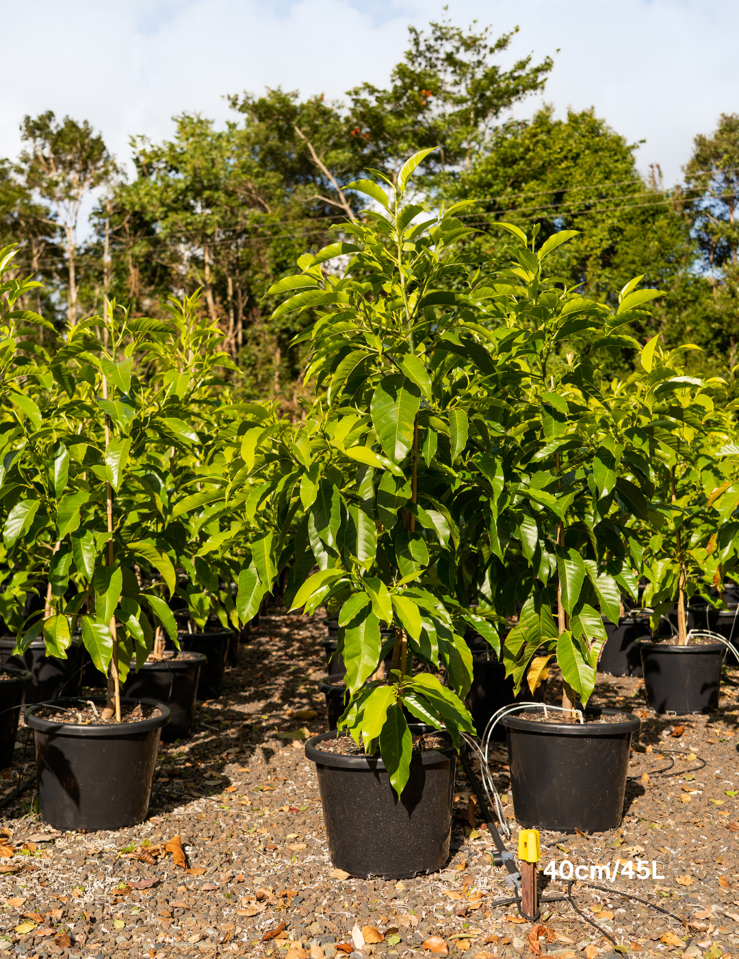 Michelia alba – White Champaca - Evergreen Trees Direct