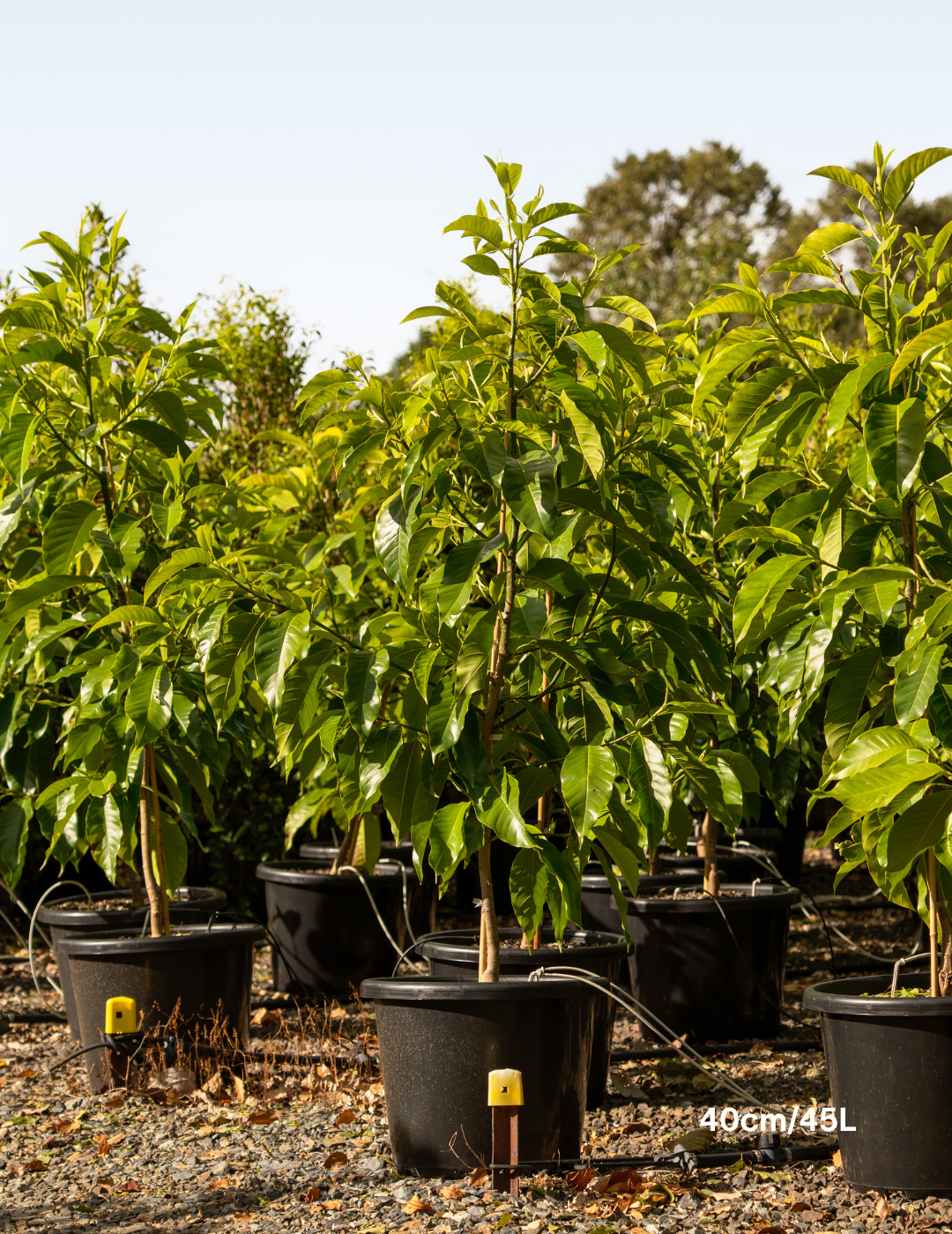 Michelia alba – White Champaca - Evergreen Trees Direct