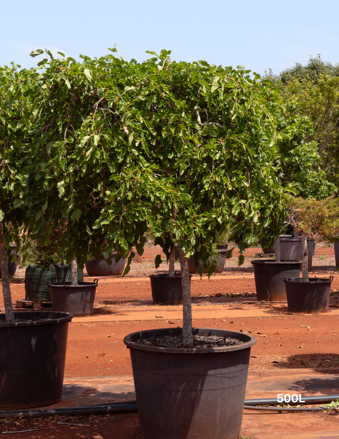 Morus nigra – Black Mulberry - Evergreen Trees Direct